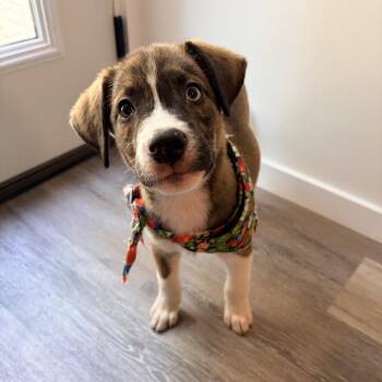 Wenlock -  Mixed Breed Dog for Adoption in Fredericksburg, Virginia - Wenlock | PetCurious