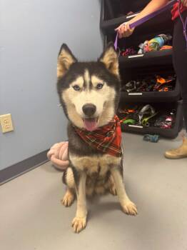 Aurora -  Husky Dog for Adoption in Zanesville, Ohio - Aurora | PetCurious