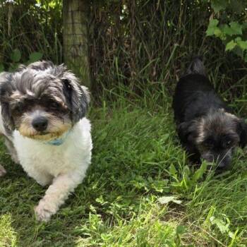 Wick (Bonded with Nugget) -  Shih Poo Dog for Adoption in Elizabeth, Illinois - Wick (Bonded With Nugget) | PetCurious