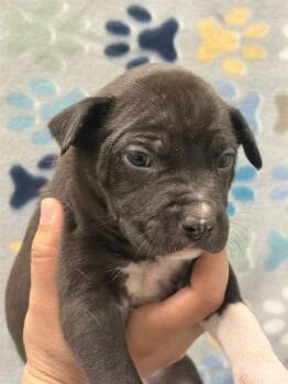 Labrador Retriever and Mixed Breed Dogs Available for Adoption - COCO | PetCurious