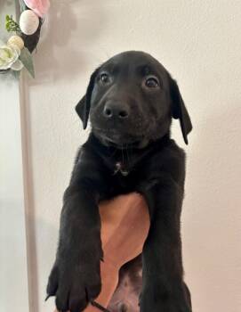 Gaston -  Labrador Retriever Dog for Adoption in Los Angeles, California - Gaston | PetCurious