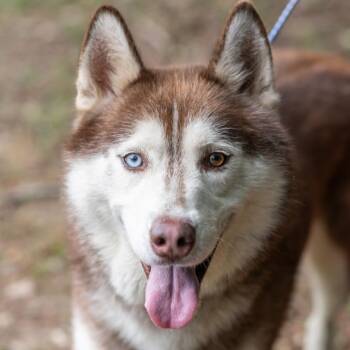 RED-31015 -  Husky Dog for Adoption in Memphis, Tennessee - RED-31015 | PetCurious