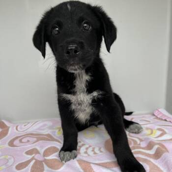 Shepherd Dogs Available for Adoption in Austin, Texas - Toucan | PetCurious