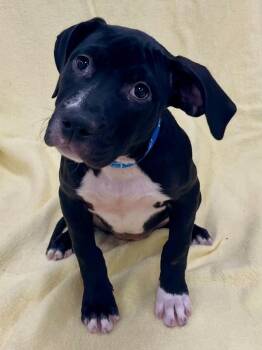 Esther -  Pit Bull Terrier and American Bulldog Dog for Adoption in Jamestown, California - Esther | PetCurious