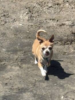 Jezzabell -  Chihuahua Dog for Adoption in San Diego, California - Jezzabell | PetCurious
