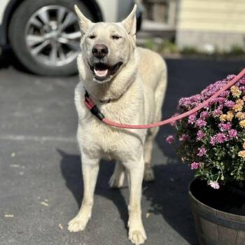Rescue Shepherd and Husky Dogs for Adoption in Niagara Falls, Ontario - Cloudy (20251008-01) | PetCurious