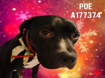 EDGAR ALLEN POE -  Pit Bull Terrier and Mixed Breed Dog for Adoption in Tulsa, Oklahoma - EDGAR ALLEN POE | PetCurious