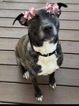 Rescue Labrador Retriever Dogs for Adoption in Mount Laurel Township, New Jersey - Paisley | PetCurious