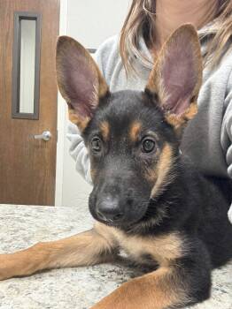 German Shepherd Dog and Beauceron Dogs Available for Adoption - Holly | PetCurious