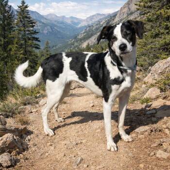 Dixie -  Border Collie Dog Available for Adoption in Hot Springs, South Dakota - Dixie | PetCurious