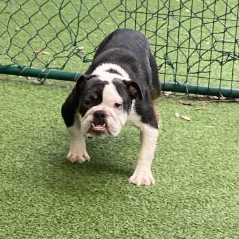 Maisie 0330 -  English Bulldog Dog for Adoption in Loxahatchee Groves, Florida - Maisie 0330 | PetCurious