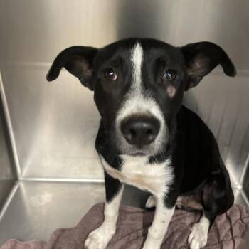 Zipper -  Mixed Breed Dog for Adoption in Abilene, Texas - Zipper | PetCurious