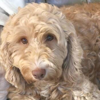 Ryli -  Labradoodle Dog for Adoption in Cumming, Georgia - Ryli | PetCurious