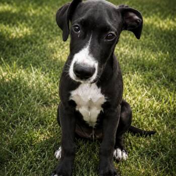 Benson -  Great Dane and Pit Bull Terrier Dog for Adoption in Shinnston, West Virginia - Benson | PetCurious