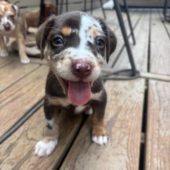 Smores -  Catahoula Leopard Dog Dog for Adoption in Charlotte, North Carolina - Smores | PetCurious