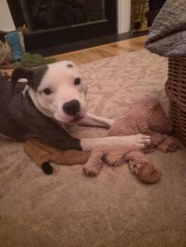 Pit Bull Terrier Dogs Available for Adoption in Amherst, Virginia - Poppy | PetCurious