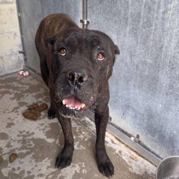 Mixed Breed Dogs Available for Adoption in Columbiana, Alabama - Earl | PetCurious