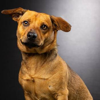 Rescue Dachshund and Black Mouth Cur Dogs for Adoption in Biloxi, Mississippi - Reggie | PetCurious