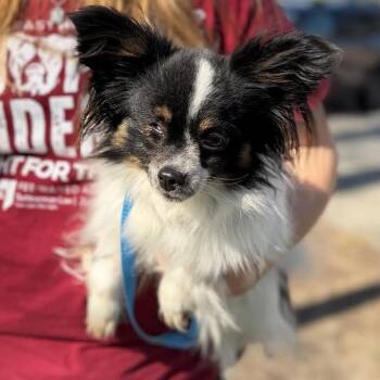 Mixed Breed Dogs Available for Adoption in Edwardsville, Illinois - Puffin | PetCurious