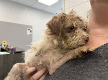 A385102 -  Yorkshire Terrier and Rat Terrier Dog for Adoption in Ocala, Florida - A385102 | PetCurious