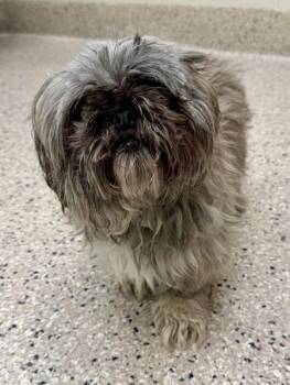 Patches -  Shih Tzu Dog for Adoption in Littleton, Colorado - Patches | PetCurious