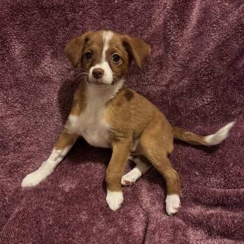 Lydia -  Yorkshire Terrier and Miniature Pinscher Dog for Adoption in Fairmont, Minnesota - Lydia | PetCurious