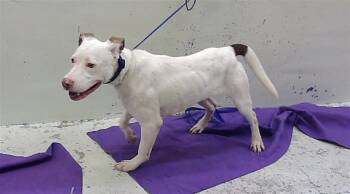 A2094652 -  Staffordshire Bull Terrier and Mixed Breed Dog for Adoption in Houston, Texas - A2094652 | PetCurious