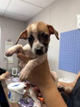 WISHBONE -  Pit Bull Terrier Dog for Adoption in San Bernardino, California - WISHBONE | PetCurious