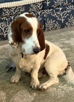 Basset Hound Dogs Available for Adoption in Auburndale, Florida - Charlie | PetCurious