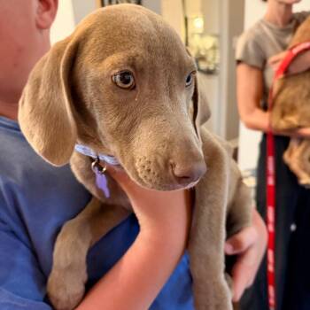 Lark -  Weimaraner and Chocolate Labrador Retriever Dog for Adoption - Lark | PetCurious