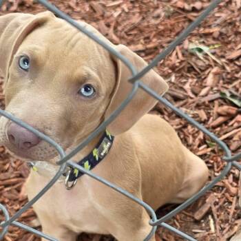 Lilo -  Weimaraner and Pit Bull Terrier Dog for Adoption in Clinton, Wisconsin - Lilo | PetCurious