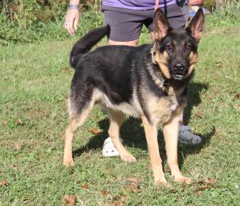 Bear (Photos October 4th 2026) -  German Shepherd Dog Dog for Adoption in Marietta, Ohio - Bear (Photos October 4th 2026) | PetCurious