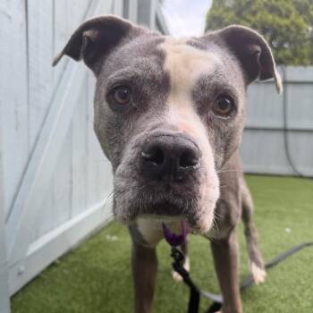 Marley -  Pit Bull Terrier Dog for Adoption in Troy, Virginia - Marley | PetCurious