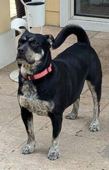 Cattle Dog and Miniature Pinscher Dogs Available for Adoption in Houston, Texas - Glow | PetCurious