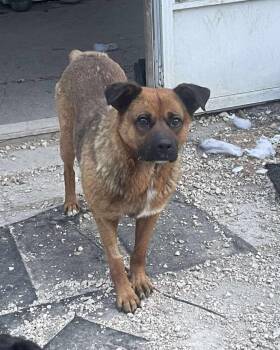 Rescue Shepherd and Mixed Breed Dogs for Adoption in Winnipeg, Manitoba - Ernie | PetCurious