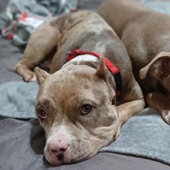 Pit Bull Terrier Dogs Available for Adoption in Missouri City, Texas - Kaia | PetCurious