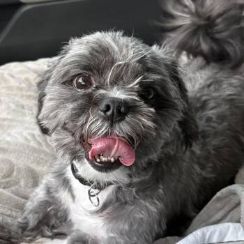 Oreo Franklin -  Shih Tzu Dog for Adoption in Houston, Texas - Oreo Franklin | PetCurious