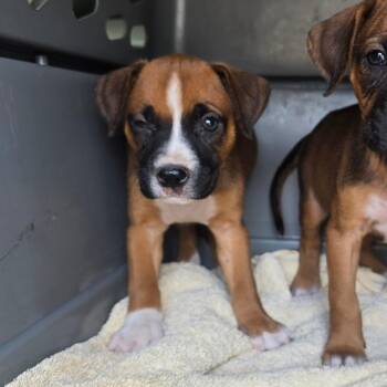 Brook -  Boxer Dog for Adoption in Hinesville, Georgia - Brook | PetCurious