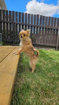 Michaela -  Pomeranian Dog for Adoption in Lethbridge, Alberta - Michaela | PetCurious