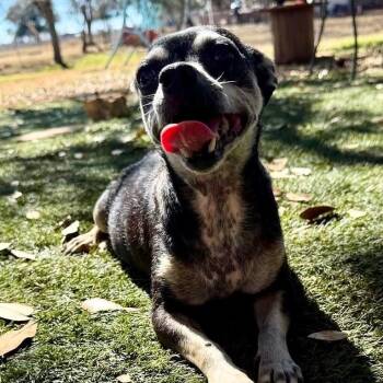 Shelby 26-02-029 -  Terrier and Chihuahua Dog for Adoption in Austin, Texas - Shelby 26-02-029 | PetCurious