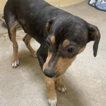 Alfie -  Chihuahua and Mixed Breed Dog for Adoption in Palestine, Texas - Alfie | PetCurious