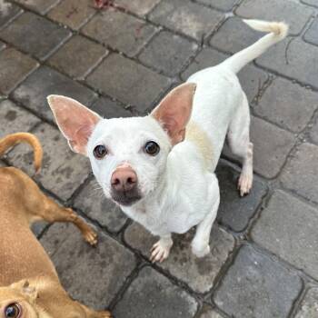 Opal -  Rat Terrier Dog for Adoption in Chico, California - Opal | PetCurious