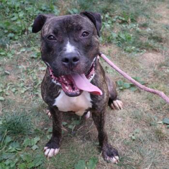 Rescue Pit Bull Terrier Dogs for Adoption in Newark, New Jersey - Ollie | PetCurious