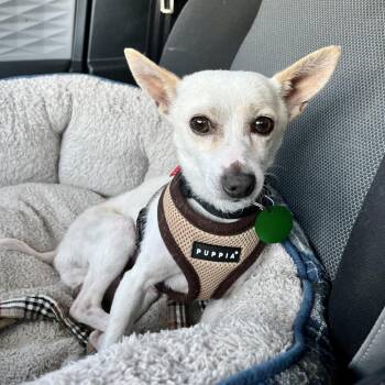 Bean -  Chihuahua Dog for Adoption in New Orleans, Louisiana - Bean | PetCurious