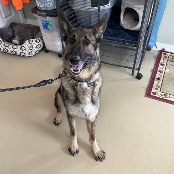 German Shepherd Dog Dogs Available for Adoption - Sarge (26-082) | PetCurious
