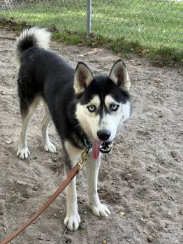 Rescue Husky Dogs for Adoption in Brookhaven, New York - Pickles | PetCurious