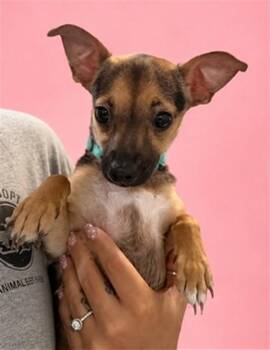 NENA -  Chihuahua Dog for Adoption in Doral, Florida - NENA | PetCurious