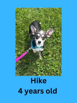 Hike -  Chihuahua Dog for Adoption in Ravenna, Ohio - Hike | PetCurious
