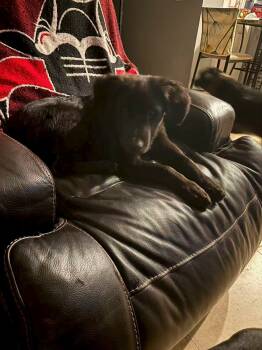 Rescue German Shepherd Dog Dogs for Adoption in West Palm Beach, Florida - Quinn | PetCurious