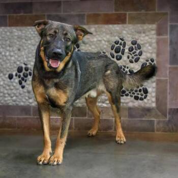 German Shepherd Dog and Mixed Breed Dogs Available for Adoption in Versailles, Kentucky - Phineas | PetCurious